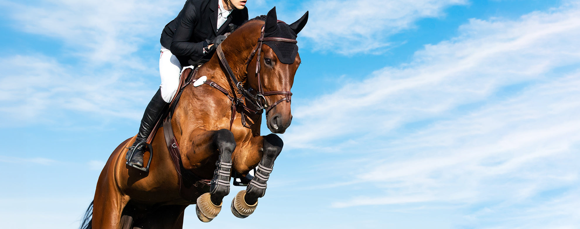 Cryotherapy works for professional horse jumpers