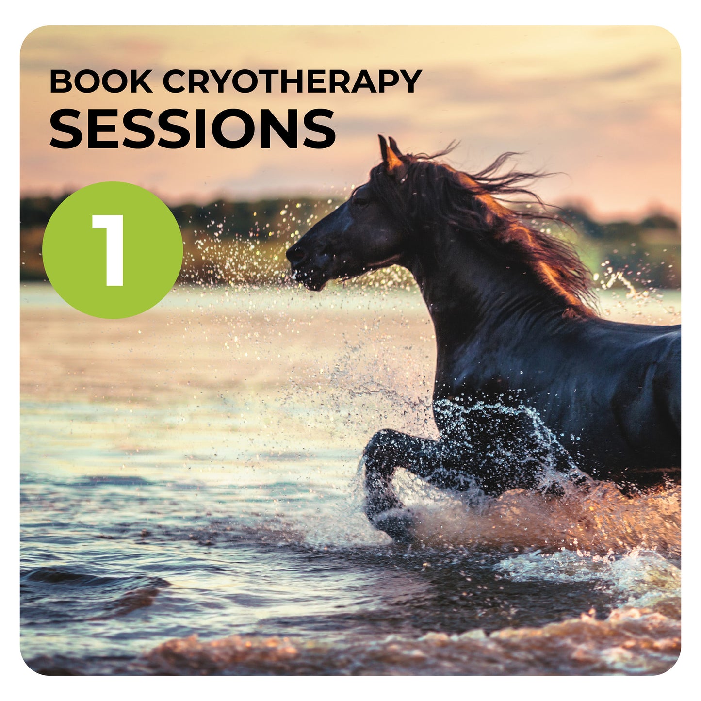 Book 1 Cryotherapy session for horses with Dean Mandim