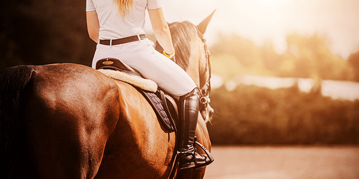 Brown horse side profile