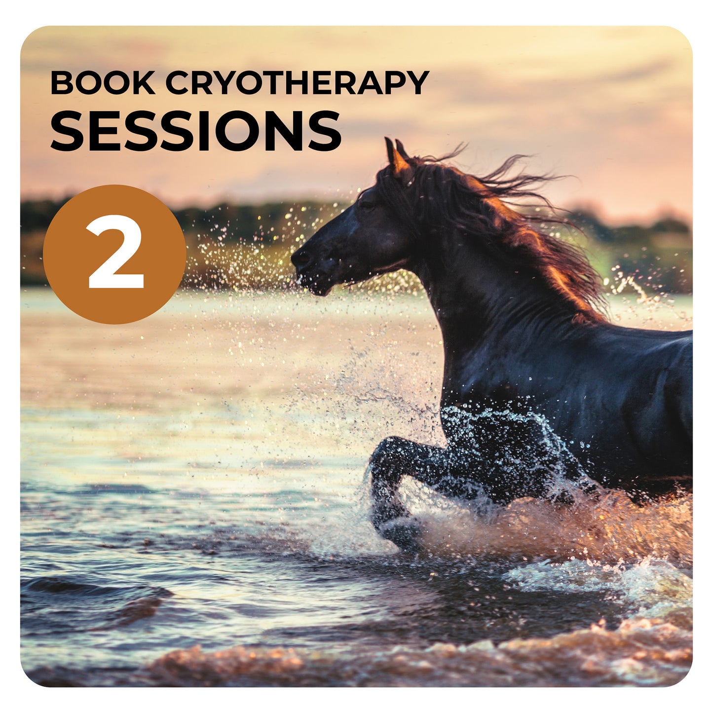 Book 2 Cryotherapy sessions for horses with Dean Mandim